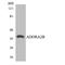 Adenosine A2b Receptor antibody, LS-C200095, Lifespan Biosciences, Western Blot image 