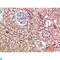 CD11b antibody, LS-C813785, Lifespan Biosciences, Immunohistochemistry paraffin image 