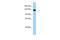 AF4/FMR2 Family Member 4 antibody, PA5-68535, Invitrogen Antibodies, Western Blot image 