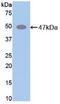 Elastin antibody, MBS2002332, MyBioSource, Western Blot image 