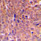 Eukaryotic Translation Initiation Factor 2 Subunit Alpha antibody, LS-C352152, Lifespan Biosciences, Immunohistochemistry frozen image 