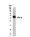 FIP3 antibody, TA336681, Origene, Western Blot image 