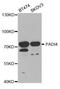 Peptidyl Arginine Deiminase 4 antibody, MBS126586, MyBioSource, Western Blot image 