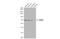 KH RNA Binding Domain Containing, Signal Transduction Associated 1 antibody, NBP2-20254, Novus Biologicals, Western Blot image 