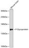 Multidrug resistance protein 1 antibody, 15-715, ProSci, Western Blot image 