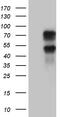 Krueppel-like factor 11 antibody, CF811001, Origene, Western Blot image 