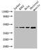 Meis Homeobox 1 antibody, LS-C678638, Lifespan Biosciences, Western Blot image 