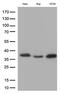 MYD88 Innate Immune Signal Transduction Adaptor antibody, M00025-4, Boster Biological Technology, Western Blot image 