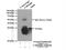 Calbindin 1 antibody, 14479-1-AP, Proteintech Group, Immunoprecipitation image 