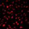 Protein SSX2 antibody, orb412520, Biorbyt, Immunocytochemistry image 
