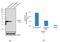 SET And MYND Domain Containing 3 antibody, 702519, Invitrogen Antibodies, Western Blot image 