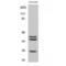Cathepsin B antibody, LS-C382467, Lifespan Biosciences, Western Blot image 