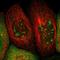 KRAB-A Domain Containing 1 antibody, NBP1-81365, Novus Biologicals, Immunofluorescence image 