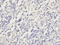 Peroxiredoxin 2 antibody, LS-B14874, Lifespan Biosciences, Immunohistochemistry frozen image 