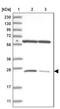 Mitochondrial Ribosomal Protein S15 antibody, PA5-55775, Invitrogen Antibodies, Western Blot image 