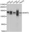 Euchromatic Histone Lysine Methyltransferase 2 antibody, A1247, ABclonal Technology, Western Blot image 