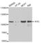 ACK1 antibody, AHP2427, Bio-Rad (formerly AbD Serotec) , Western Blot image 