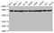 Heat Shock Protein 90 Alpha Family Class A Member 1 antibody, CSB-RA011087A0HU, Cusabio, Western Blot image 