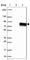 NEDD4 Binding Protein 3 antibody, HPA030973, Atlas Antibodies, Western Blot image 