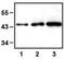 Erk1 antibody, GTX82558, GeneTex, Western Blot image 