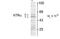 Thyroid Hormone Receptor Alpha antibody, TA309255, Origene, Western Blot image 