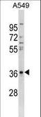 IBP-8 antibody, LS-C159416, Lifespan Biosciences, Western Blot image 