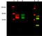 Cannabinoid Receptor 1 antibody, ADI-905-818-100, Enzo Life Sciences, Western Blot image 