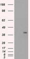 Protein Phosphatase 1 Regulatory Subunit 7 antibody, CF500614, Origene, Western Blot image 