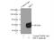 Transforming Growth Factor Beta 1 Induced Transcript 1 antibody, 10565-1-AP, Proteintech Group, Immunoprecipitation image 