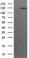 Phosphatidylinositol-4,5-Bisphosphate 3-Kinase Catalytic Subunit Gamma antibody, TA505256, Origene, Western Blot image 