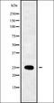 Vesicle-trafficking protein SEC22b antibody, orb336196, Biorbyt, Western Blot image 