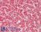 Paraoxonase 1 antibody, LS-C318819, Lifespan Biosciences, Immunohistochemistry paraffin image 