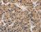 ABI Family Member 3 Binding Protein antibody, LS-C404705, Lifespan Biosciences, Immunohistochemistry frozen image 