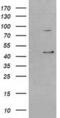 Serpin Family B Member 3 antibody, MA5-25380, Invitrogen Antibodies, Western Blot image 
