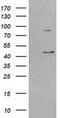 Serpin Family B Member 3 antibody, MA5-25380, Invitrogen Antibodies, Western Blot image 