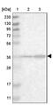 Spermatogenesis And Centriole Associated 1 Like antibody, PA5-53940, Invitrogen Antibodies, Western Blot image 
