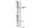 Small Glutamine Rich Tetratricopeptide Repeat Containing Alpha antibody, 8664S, Cell Signaling Technology, Western Blot image 