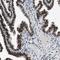 Lysine Demethylase 3B antibody, NBP1-88256, Novus Biologicals, Immunohistochemistry frozen image 