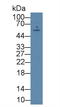 TXK Tyrosine Kinase antibody, LS-C296896, Lifespan Biosciences, Western Blot image 