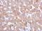 Sorting Nexin 18 antibody, NBP2-20444, Novus Biologicals, Immunohistochemistry paraffin image 