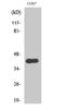 CRK Proto-Oncogene, Adaptor Protein antibody, A02533Y221-1, Boster Biological Technology, Western Blot image 