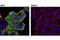 Anterior Gradient 2, Protein Disulphide Isomerase Family Member antibody, 13062T, Cell Signaling Technology, Immunofluorescence image 