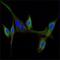 Epidermal Growth Factor antibody, MA5-15606, Invitrogen Antibodies, Immunofluorescence image 