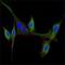 Epidermal Growth Factor antibody, MA5-15606, Invitrogen Antibodies, Immunofluorescence image 