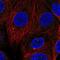 Cyclin F antibody, PA5-66341, Invitrogen Antibodies, Immunofluorescence image 