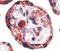 Insulin Like Growth Factor 2 antibody, AF-292-NA, R&D Systems, Immunohistochemistry frozen image 