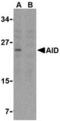 Activation Induced Cytidine Deaminase antibody, AHP994T, Bio-Rad (formerly AbD Serotec) , Western Blot image 