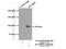 RAN Binding Protein 9 antibody, 17755-1-AP, Proteintech Group, Immunoprecipitation image 