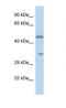 Olfactory Receptor Family 2 Subfamily L Member 8 (Gene/Pseudogene) antibody, NBP1-79773, Novus Biologicals, Western Blot image 