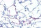 Glucagon Receptor antibody, MBS244349, MyBioSource, Immunohistochemistry frozen image 